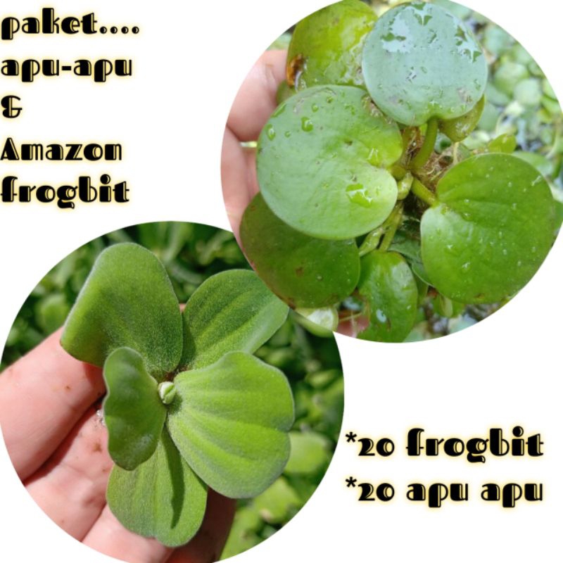 satu paket tanaman air 20 apu apu dan 20 Amazon frogbit