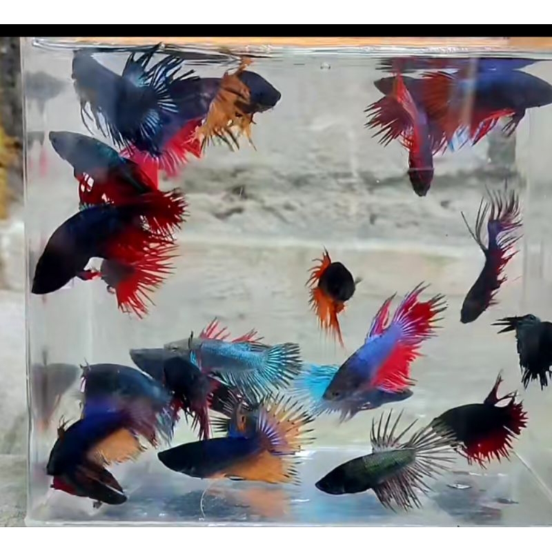 ikan cupang jenis hm