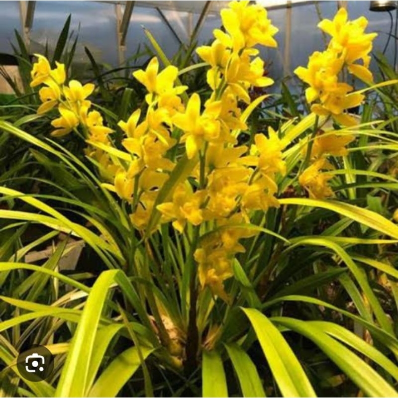 anggrek tanah golden boy