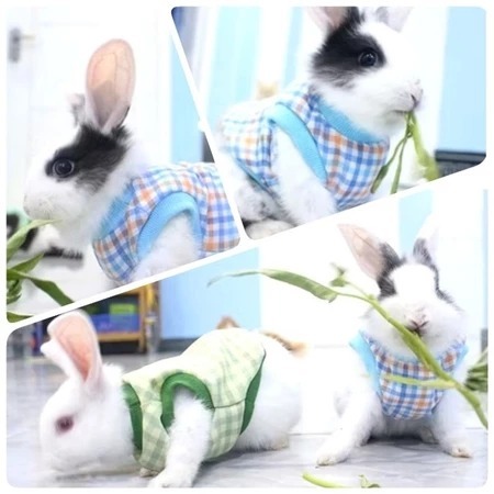 HOODIE KELINCI - Baju Kelinci Kaos Kelinci Rompi Kelinci Topi Kelinci Fashion Aksesoris Mainan Kelin