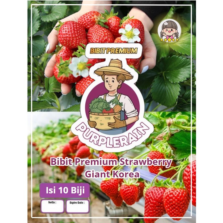 Bibit Premium Strawberry Giant Korea | Benih Stroberi Korea| Bibit Strowbery