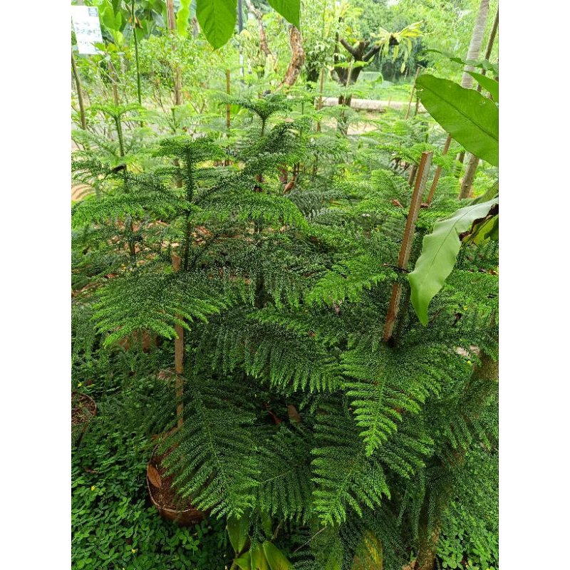 Tanaman Hias Cemara Norfolk - Pohon Outdoor Cemara Norfolk Tinggi Bervarian