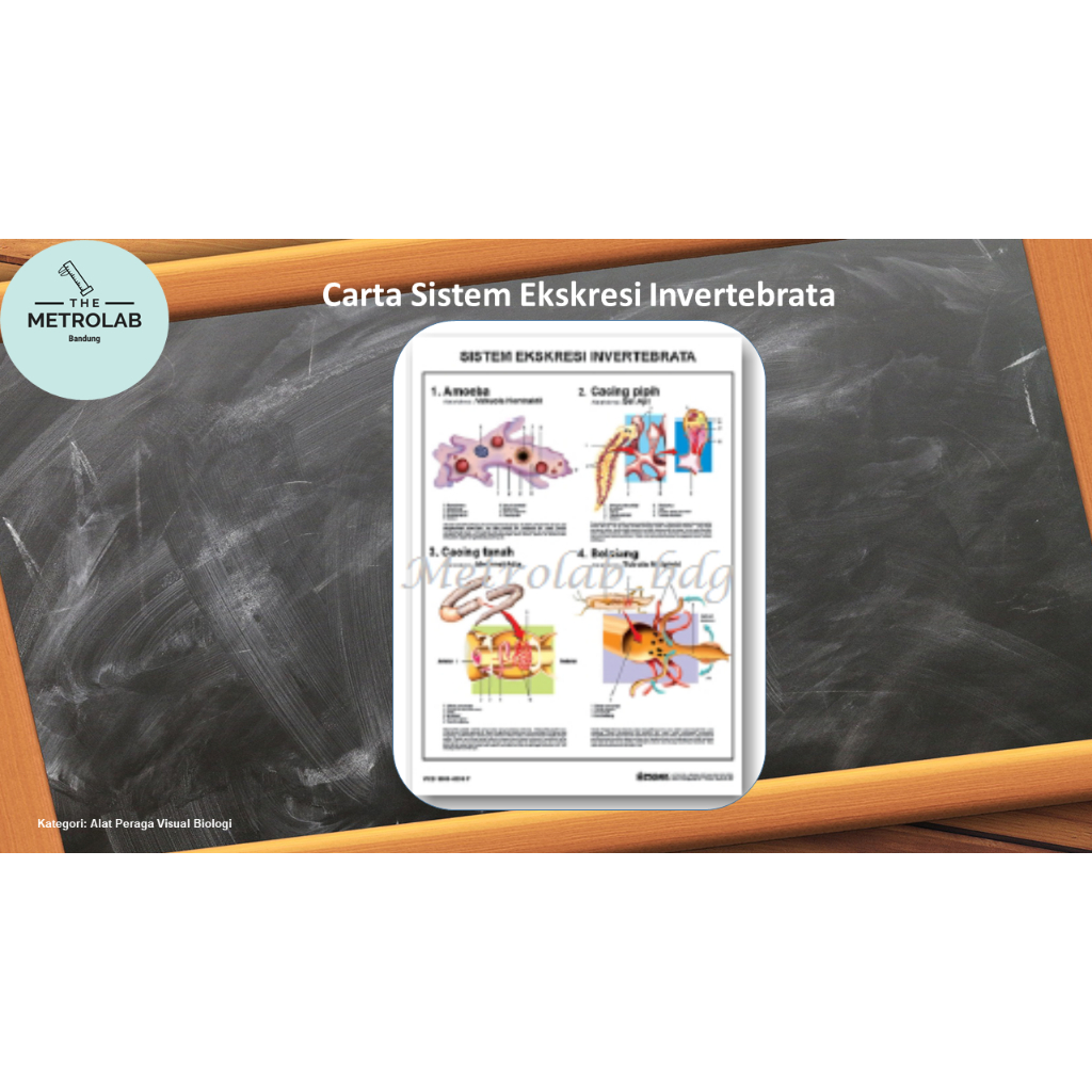 

Carta Sistem Ekskresi Invertebrata| uk. 70 x 100 cm, Art Paper 230 gr dengan List Kaleng Atas-Bawah