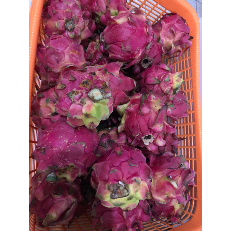 

buah naga daging merah