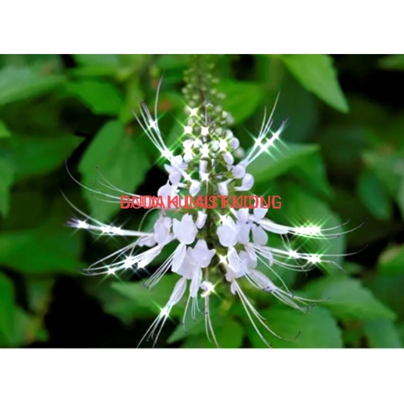 

Daun kumis kucing segar | Daun kumis kucing | 1 ikat (250g)