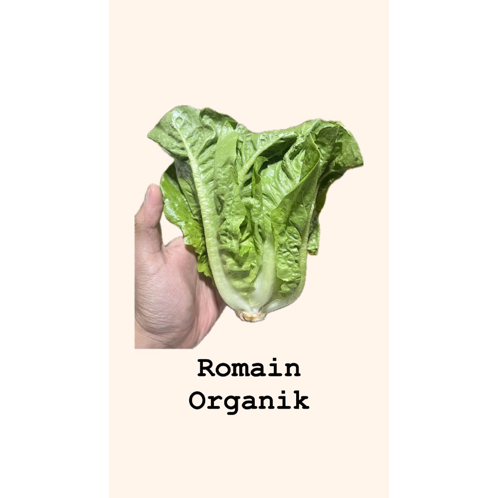 

Romain Organik By Tangan Hejo Kemasaan 250 Gram