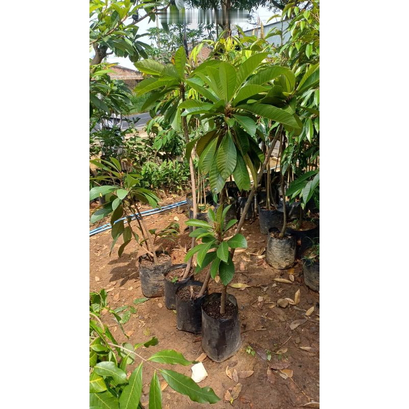 mamey sapote keywest buah bulat