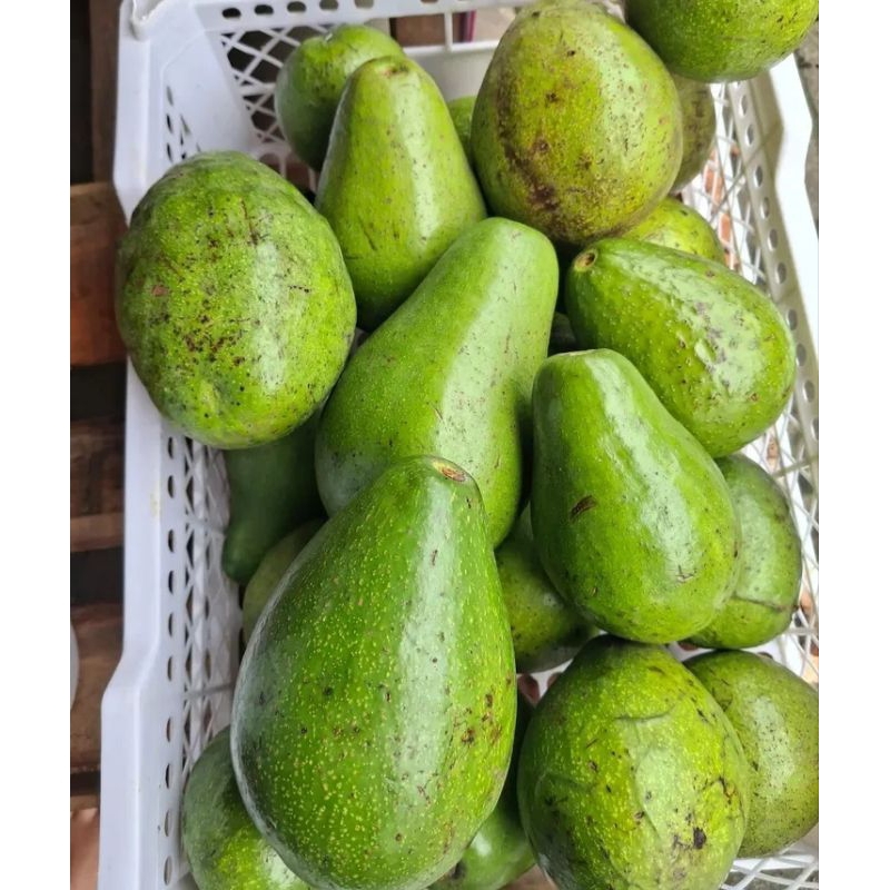 

ALPUKAT MENTEGA isi 5.6