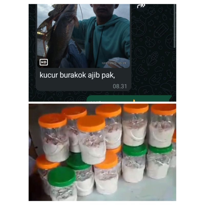 umpan ikan kucur burakok