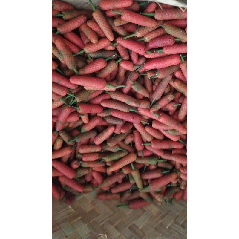 

Cabe jamu / cabe jawa asli masih segar baru petik harga per 500g