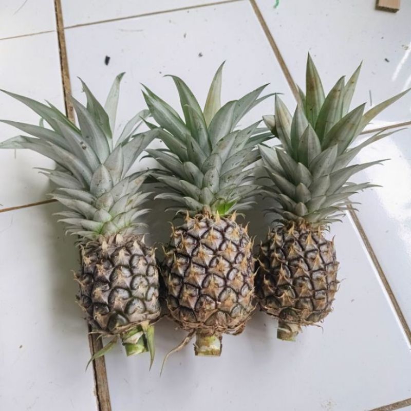 

Nanas muda segar fresh di ambil langsung bila ada orderan