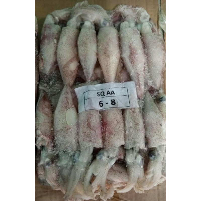 

Cumi bangka Sedang / Cumi hitam Frozen fresh