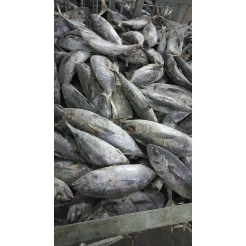 

BABY TUNA FROZEN FRESH BEKU 1KG