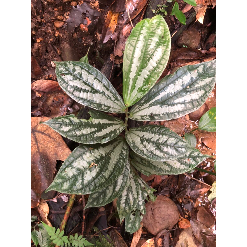 ELATOSTEMA RARE PLANT TERRARIUM (isi 10)