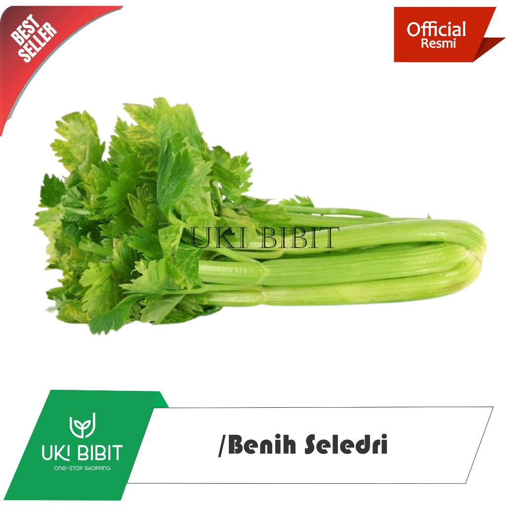 ( 250 Butir ) Benih Biji Seledri Batang Besar Celery Tall Utah | Seledri Super | Seledri Jumbo
