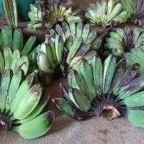 

Pisang Kepok 1 Sisir