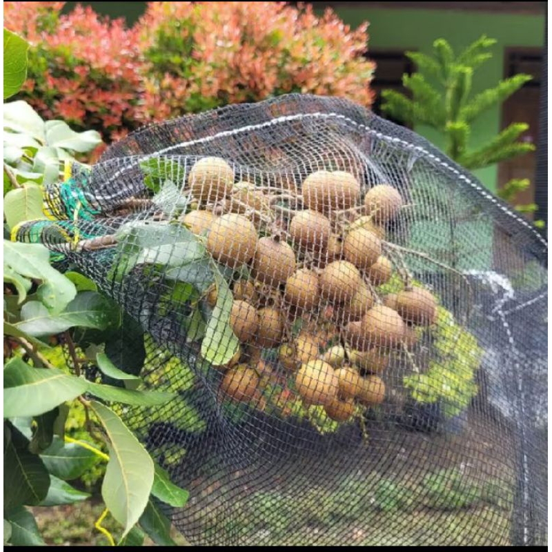 Raflezia Brongsong Kelengkeng Baru 10 Lembar ,Sudah Ada Tali Ukuran 40X56