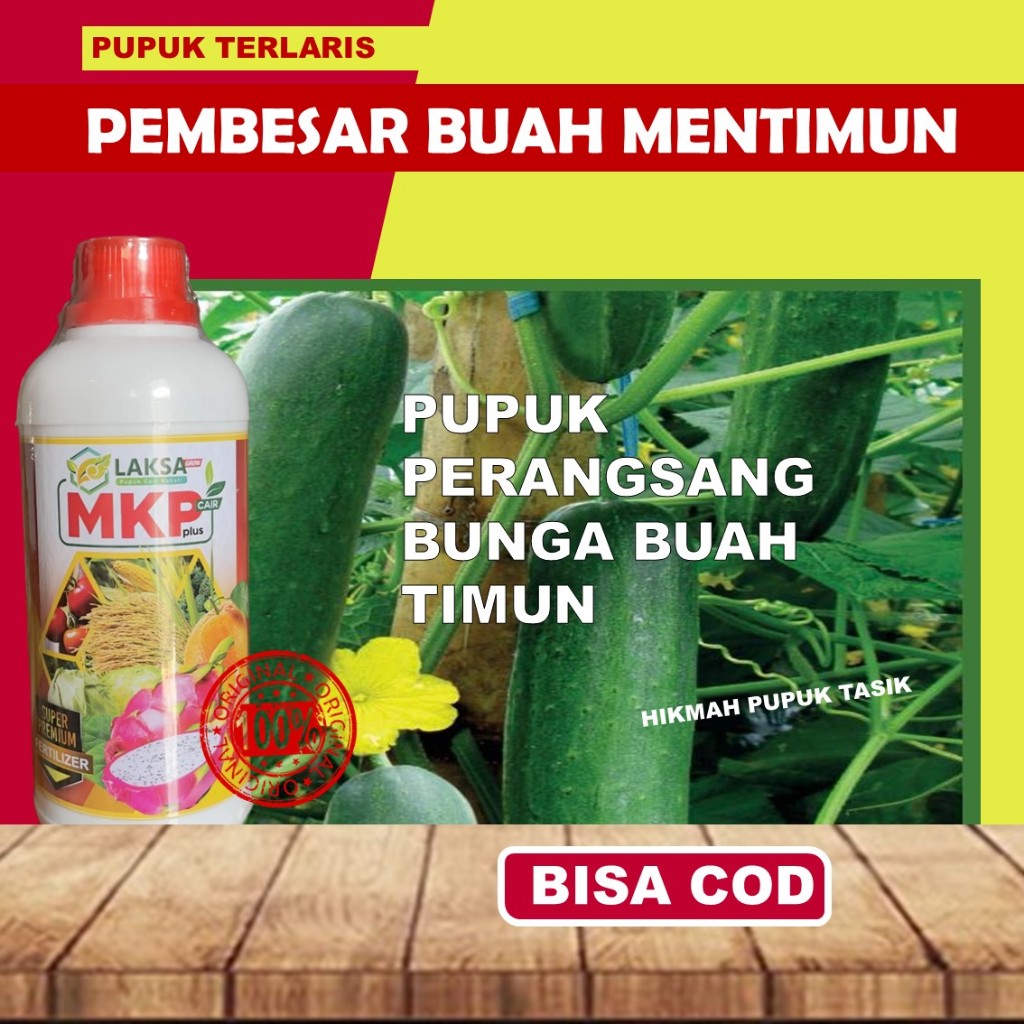 Obat Perangsang Timun - Obat Penyubur Timun MKP LAKSA Pupuk Pelebat Mentimun Semprot Perangsang Timu