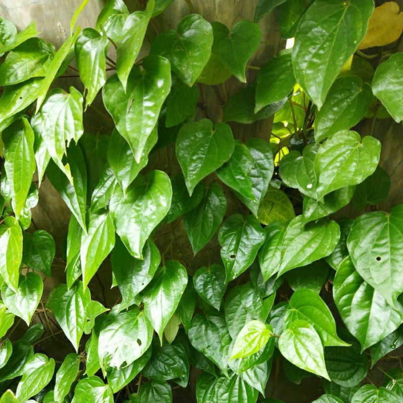 

Daun sirih hijau langsung dari pohon ( 50lembar)