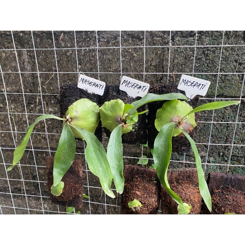 Platycerium Maserati