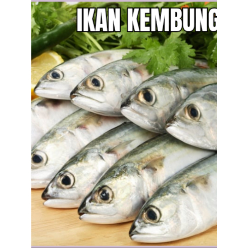 

IKAN KEMBUNG 1 KG FROZEN PREMIUM HALAL