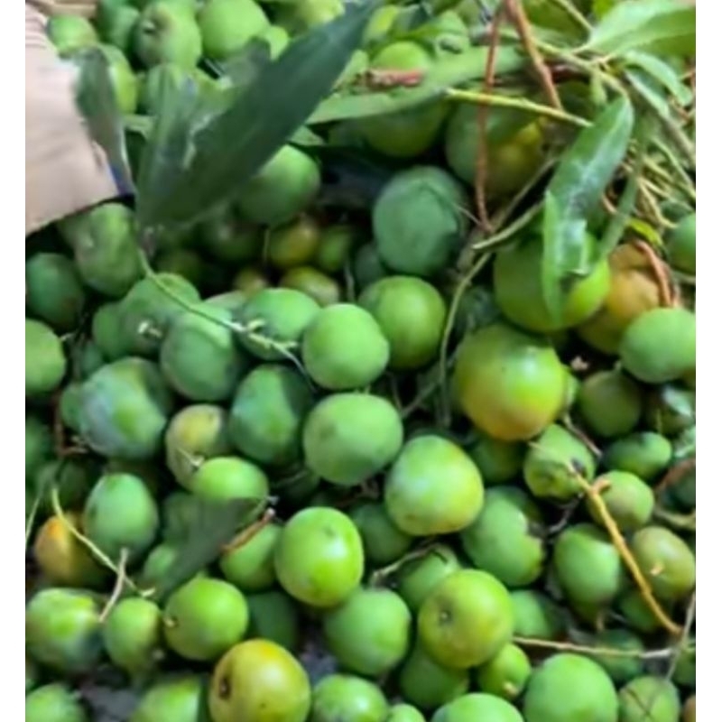 

mangga muda apel.. segar dan fress. mangga muda telor enak dan renyah 1kg