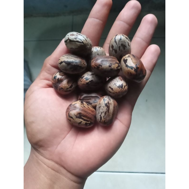 

buah biji karet klenteng 100biji