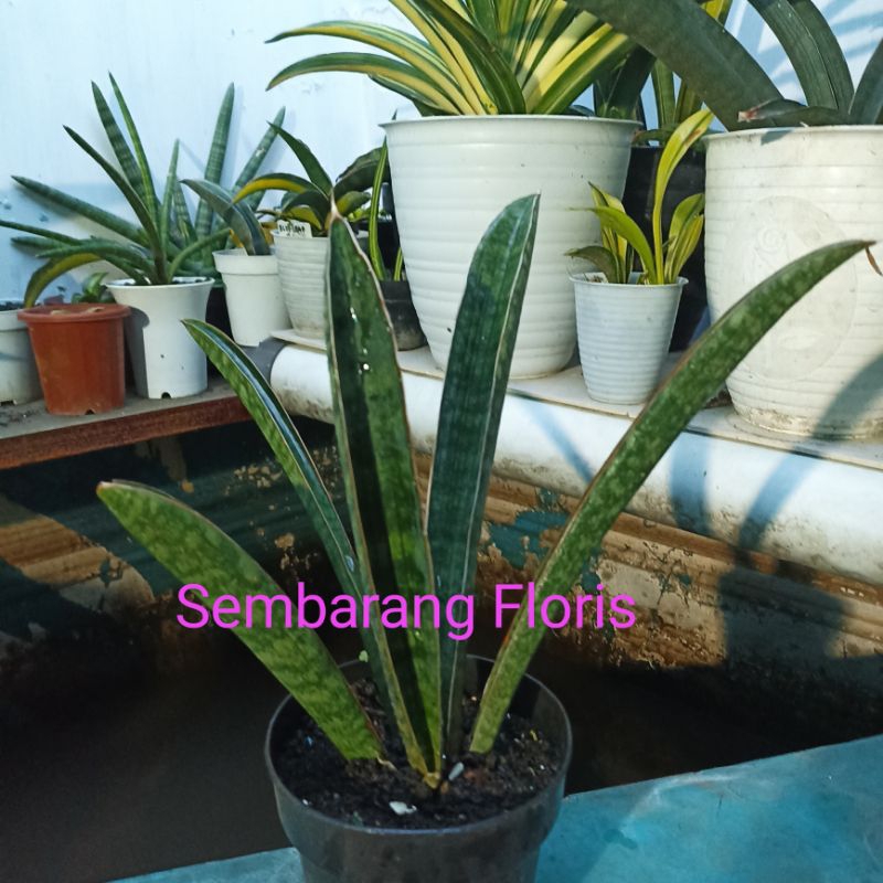 Sansevieria Humiflora / sansivera baseball/sansevieria hallii baseball
