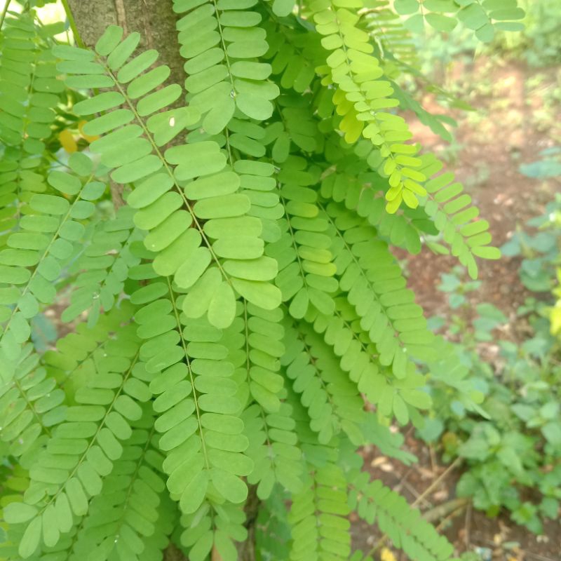

daun saga segar 80 gr untuk sariawan