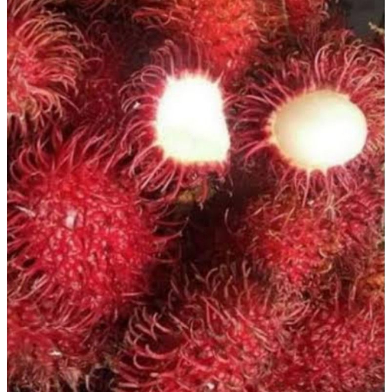 

RAMBUTAN PARAKAN FRESH MANIS NGELOTOK (1KG )HARAP DI CHAT DAHULU