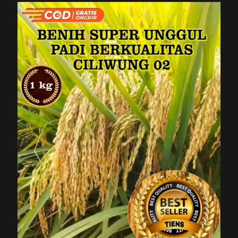 BENIH PADI CILIWUNG 02 BERKUALITAS KEMASAN 5KG