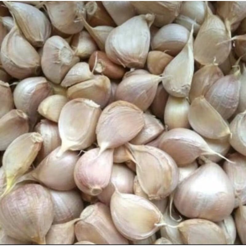 

bawang putih kating