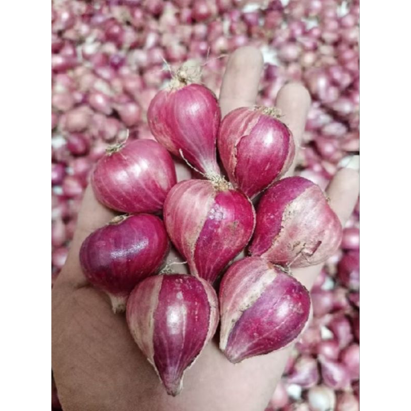 

Bawang Merah Nganjuk Murahhhh
