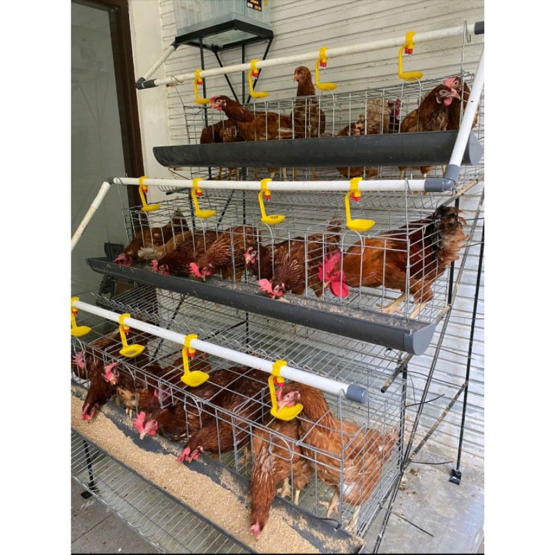 kandang ayam galvanis untuk ternak skala rumahan 4pintu isi 8ekor harga mulai dari
