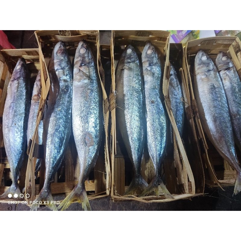 

IKAN LAYANG KRANJANG ISI 2
