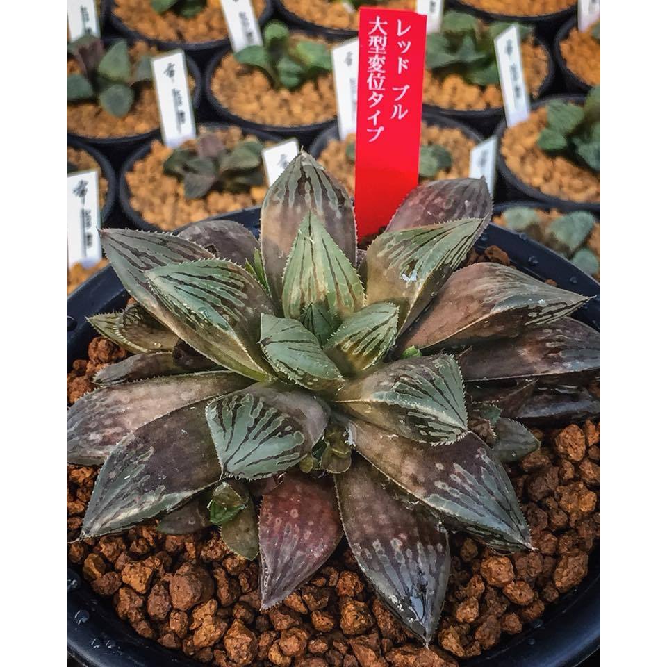 Haworthia Obtusa Redbull (atrofsuca x obtusa)