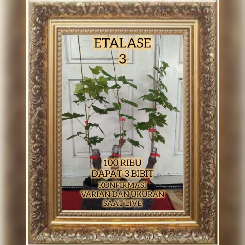 3 POHON BIBIT ANGGUR IMPOR SIAP TANAM