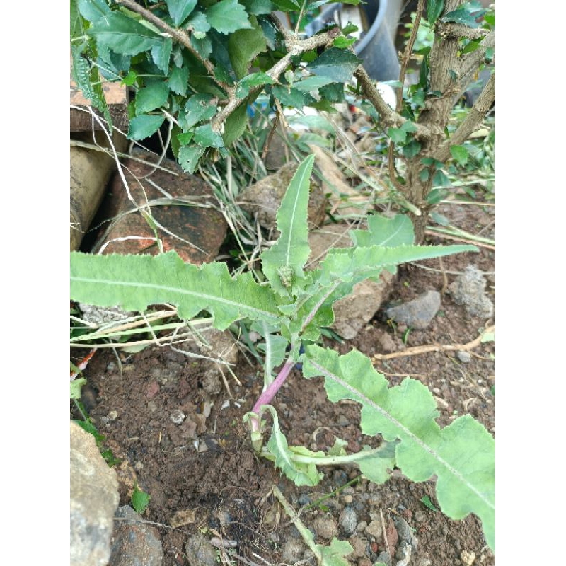 

1 pohon tempuyung utuh