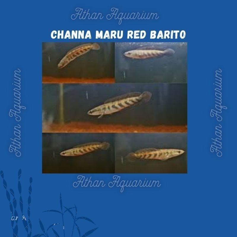 Channa/Chana Maru Red barito size kecil ukuran 7-8cm