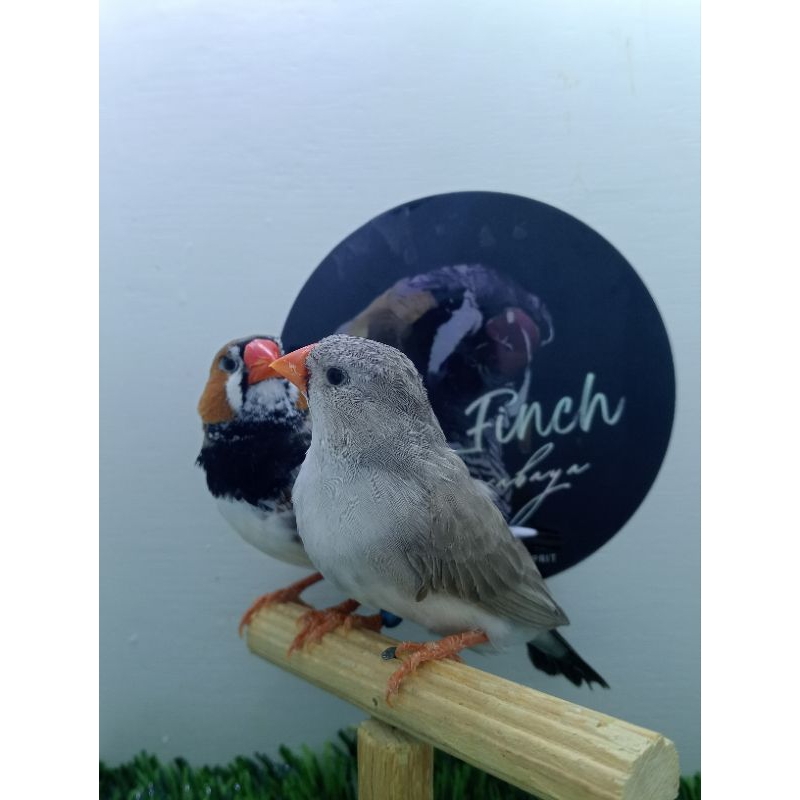 ZEBRA FINCH BLACK SERIES PAKET HEMAT