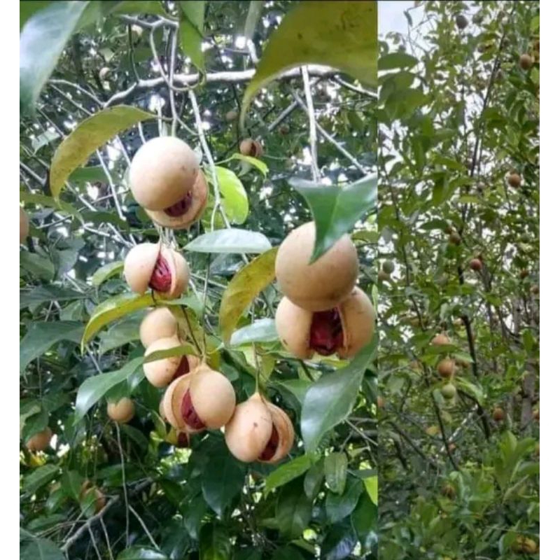 

Buah pala fresh 1 kg