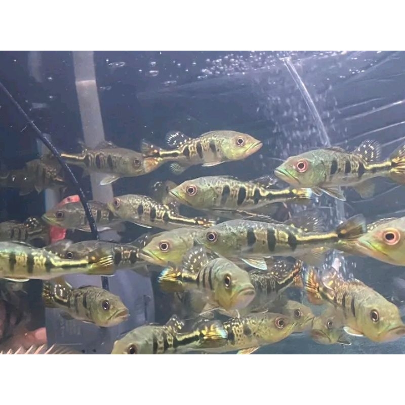 Pbass mono good Marking Size 6-7cm realsize bergaransi COD