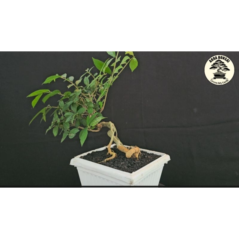 Bonsai Serut (Streblus Asper) / size Mame