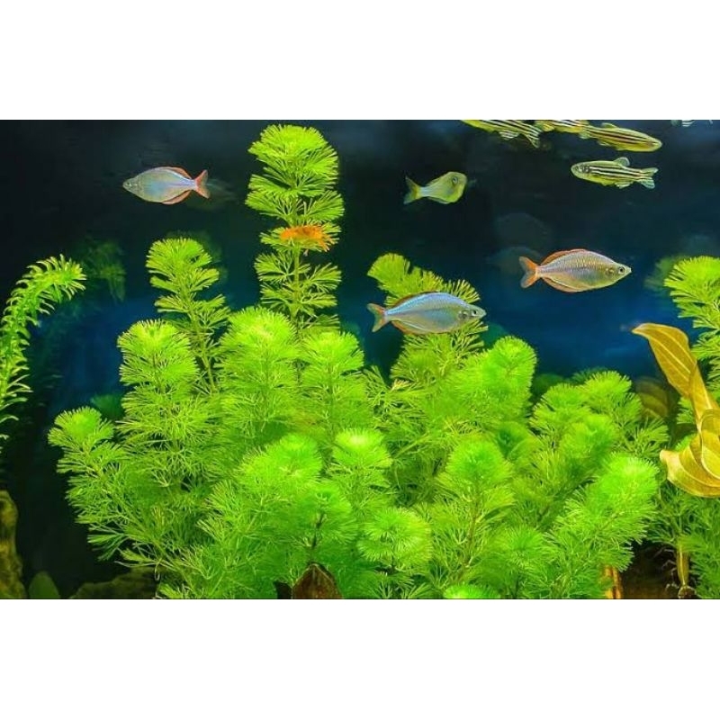 Tanaman aquascape cabomba hijau lowC02