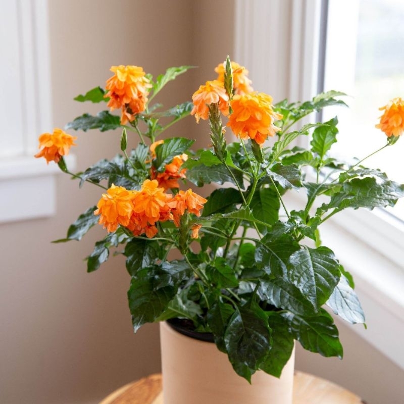 (BISA COD) TANAMAN HIAS BUNGA CROSANDRA-POHON BUNGA CROSANDRA