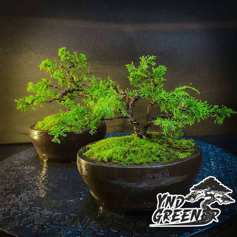 BONSAI CEMARA SARGENTI ITOIGAWA POHON HIDUP PAJANGAN RUMAH /TAMAN BIBIT