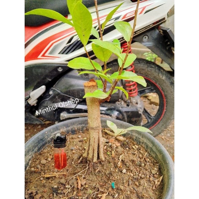 Bonsai iprik/preh prokar sesuai foto