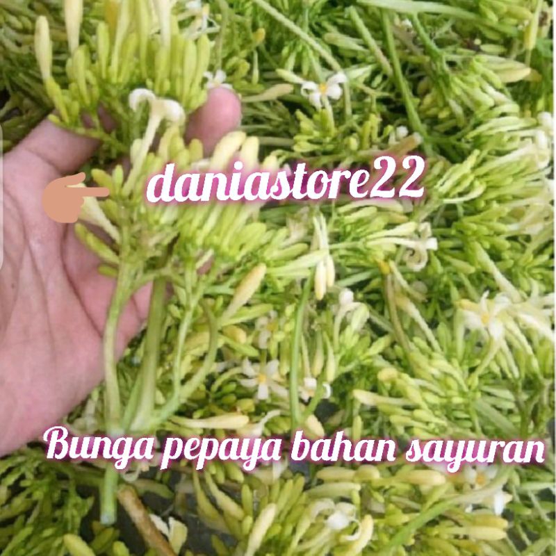 

bunga pepaya segar