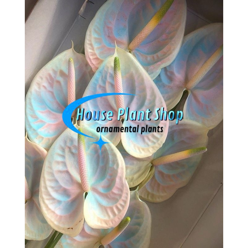 BISA COD Tanaman Hias Anthurium Mickey Mouse Bunga SNOWWHITE | Bunga Hias | Tanaman Hidup | Tanaman 