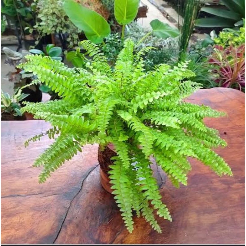 PAKIS HIAS ,PAKIS KELABANG, PAKIS GANTUNG, TANAMAN HIAS , TANAMAN GANTUNG, PAKIS KOLAM , PAKIS ESTET